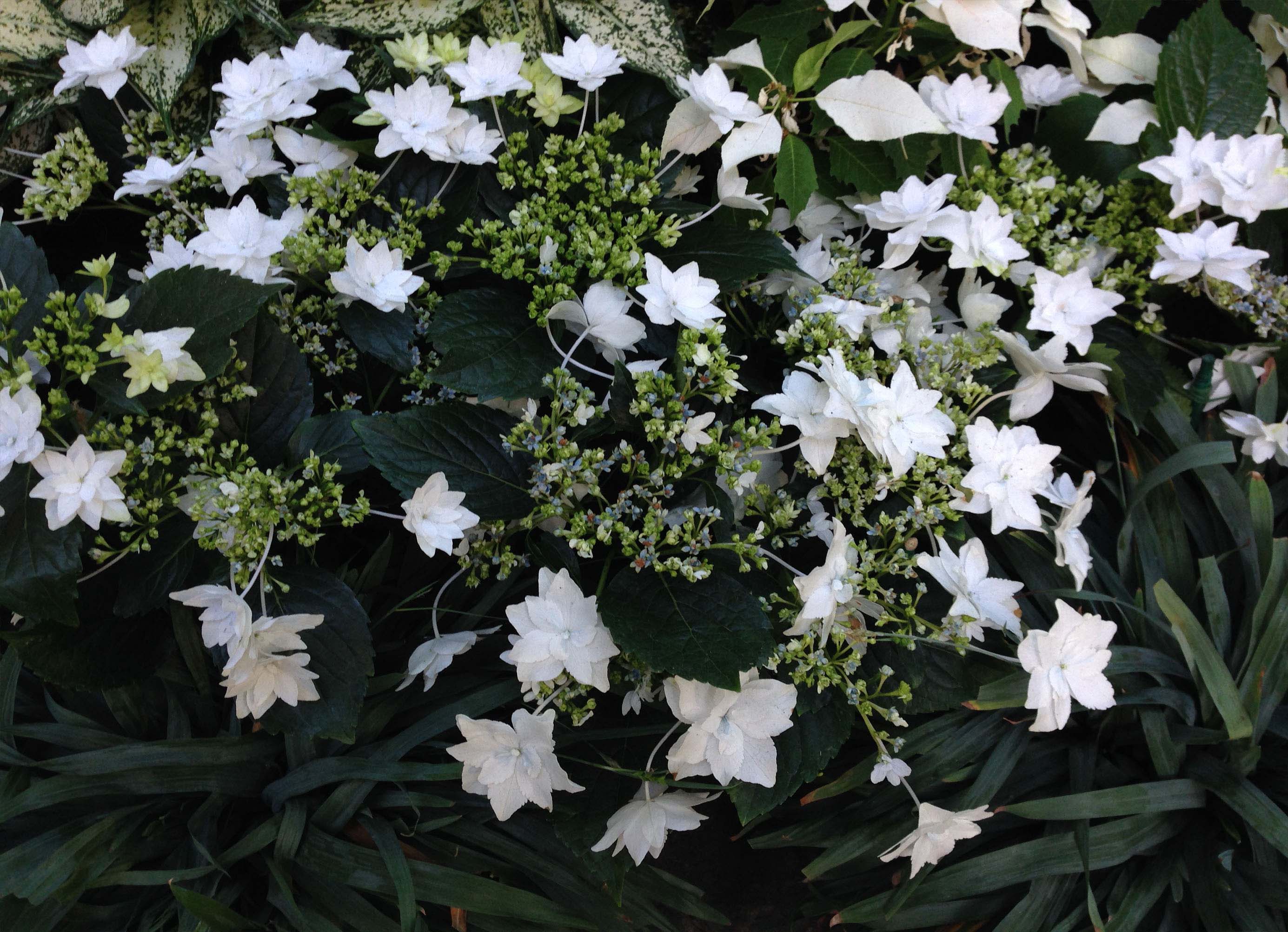 National Arboretum in Washington VanDyke Gardens