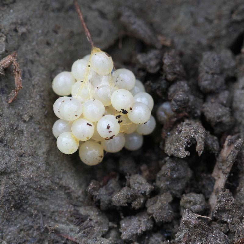 Controlling Snails and Slugs In Your Garden VanDyke Gardens
