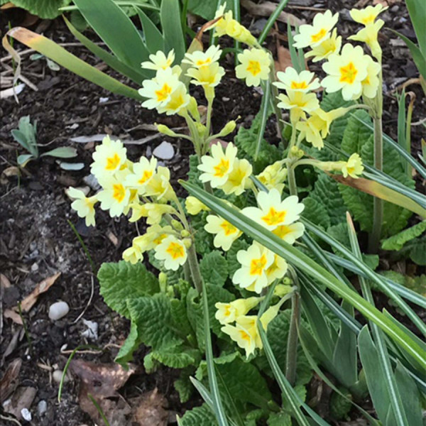 Cowslip 2