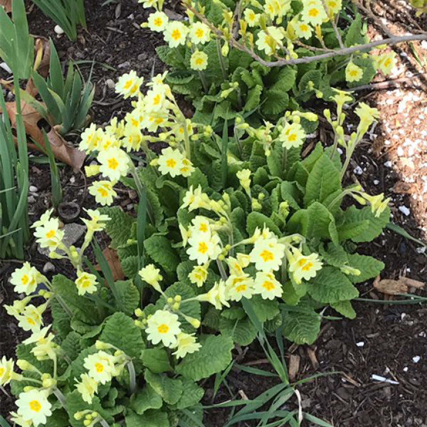 Cowslip