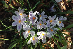 White Crocus with purple stripes