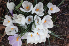 White Crocus