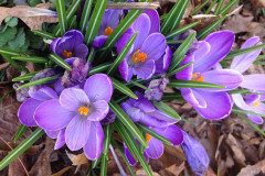 Purple Crocus