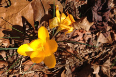 Yellow Crocus