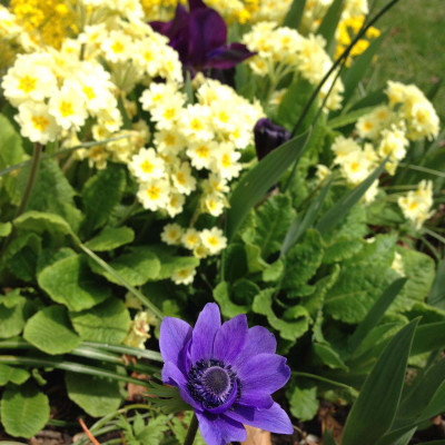 alyssum primrose anemone