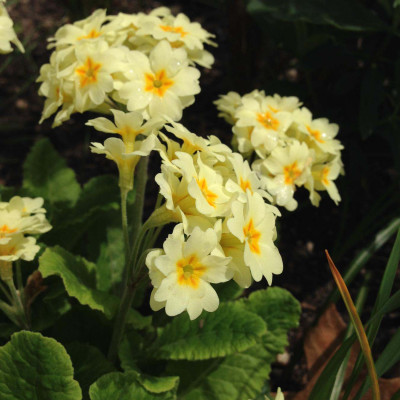 double cowslip primrose