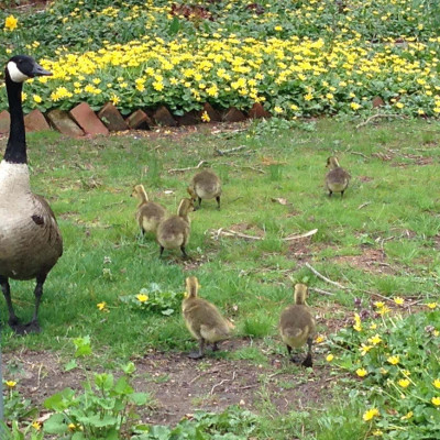 geese2
