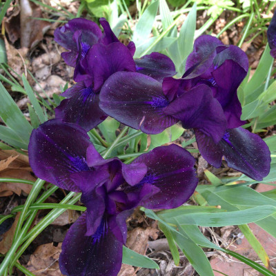 inky dink iris