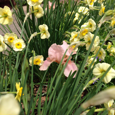mini daffs and dwarf iris
