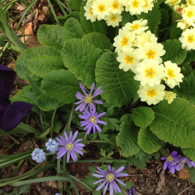 primrose anemone muscari