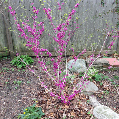 redbud