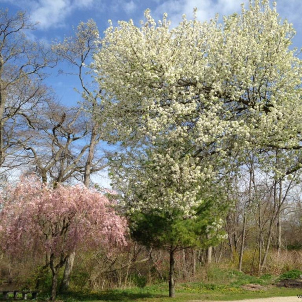 Memorial Garden1.jpg