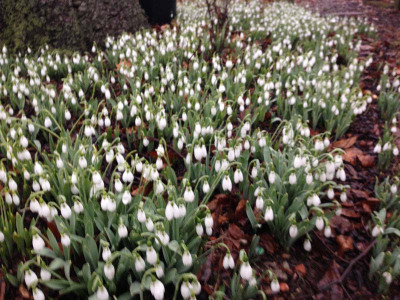 snowdrops