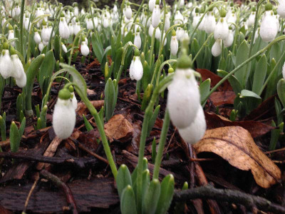 snowdrops_close