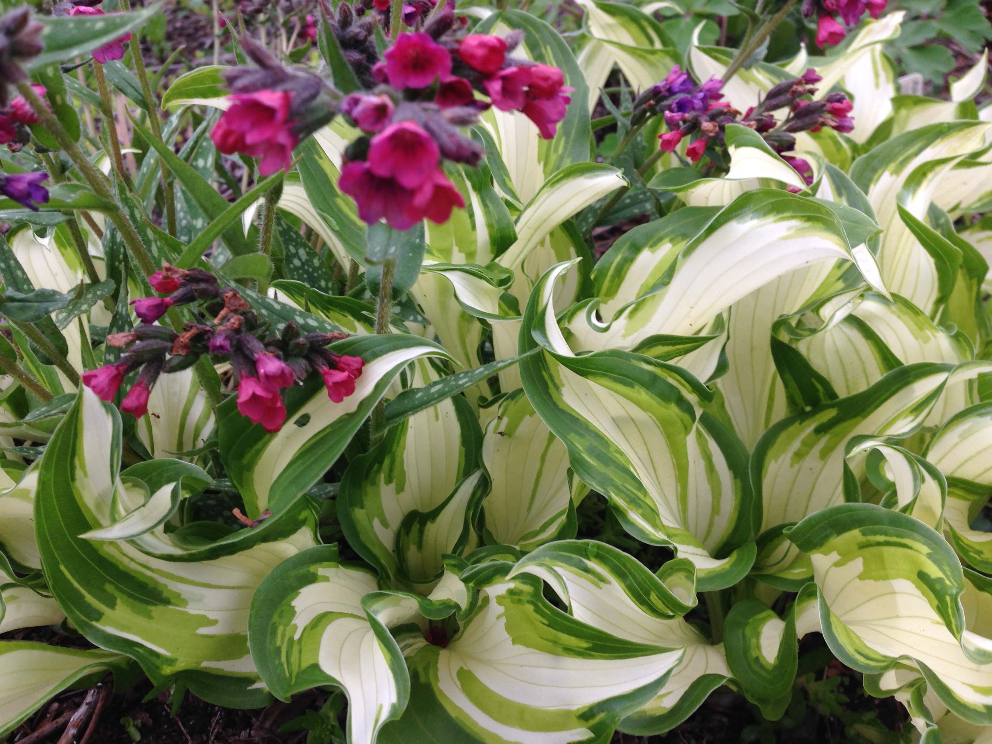 May 2014 Blooms