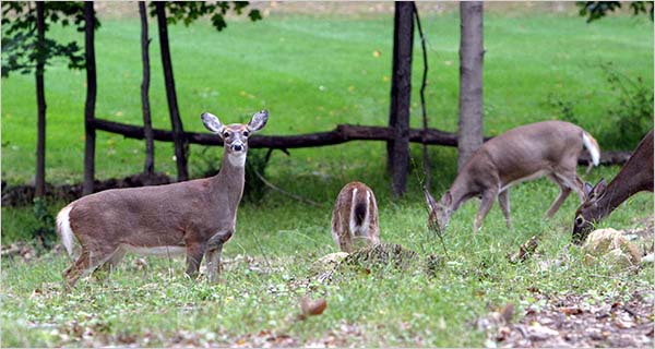 Deers