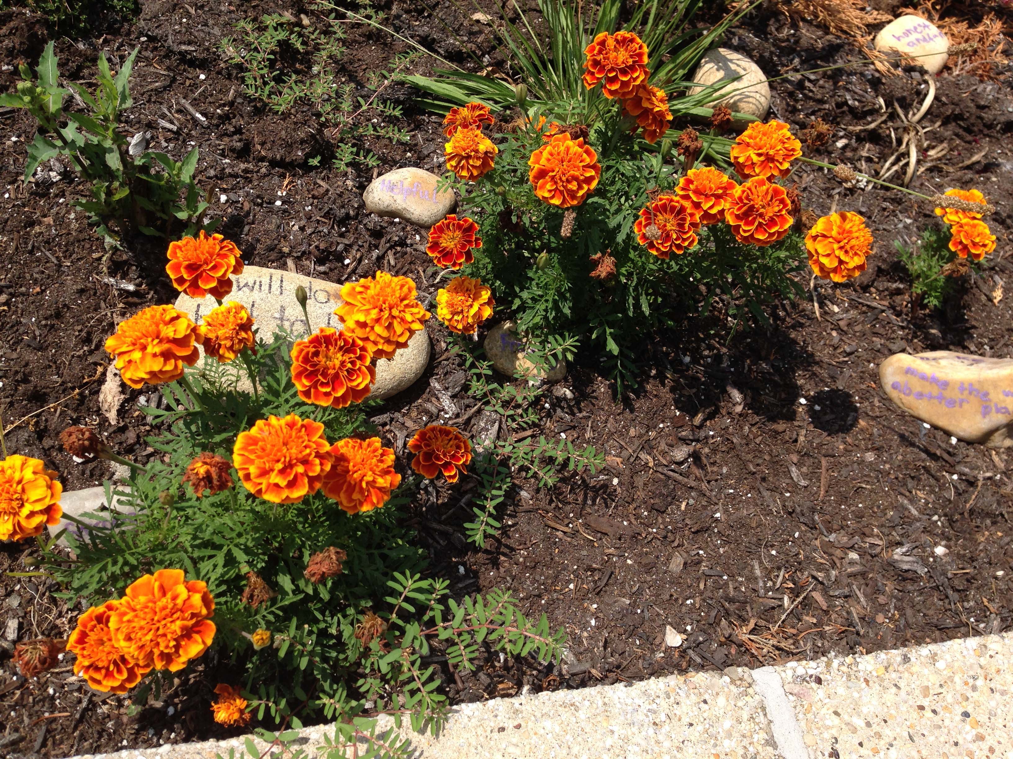 Cherokee Street School Garden Club Project Bloom