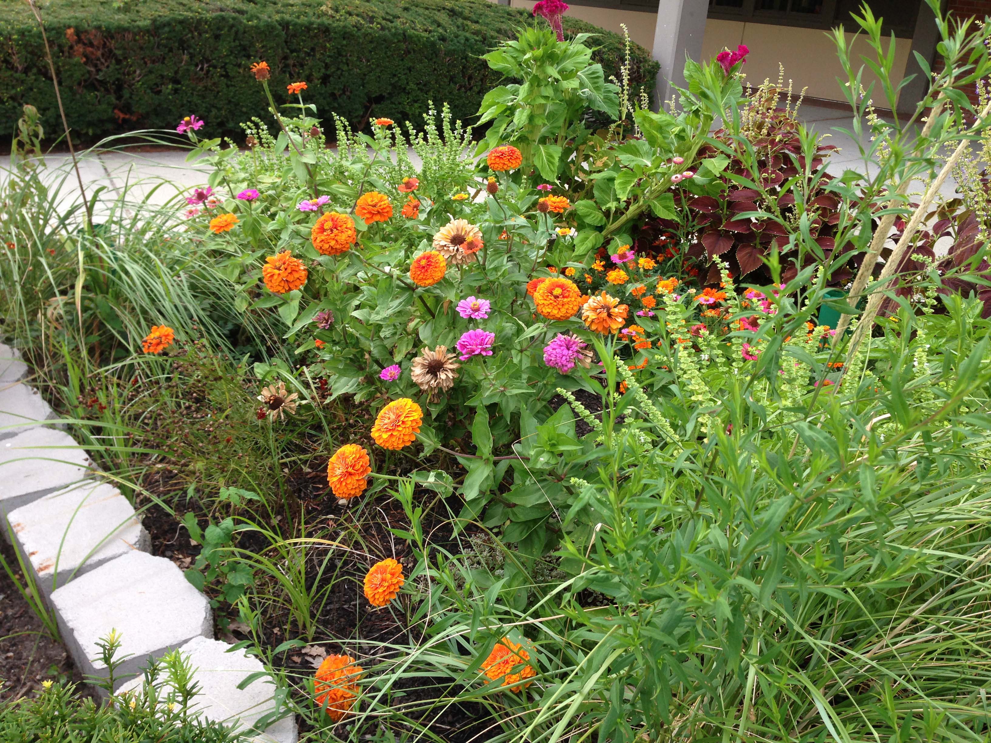 Islip High School KIC Club Project Bloom