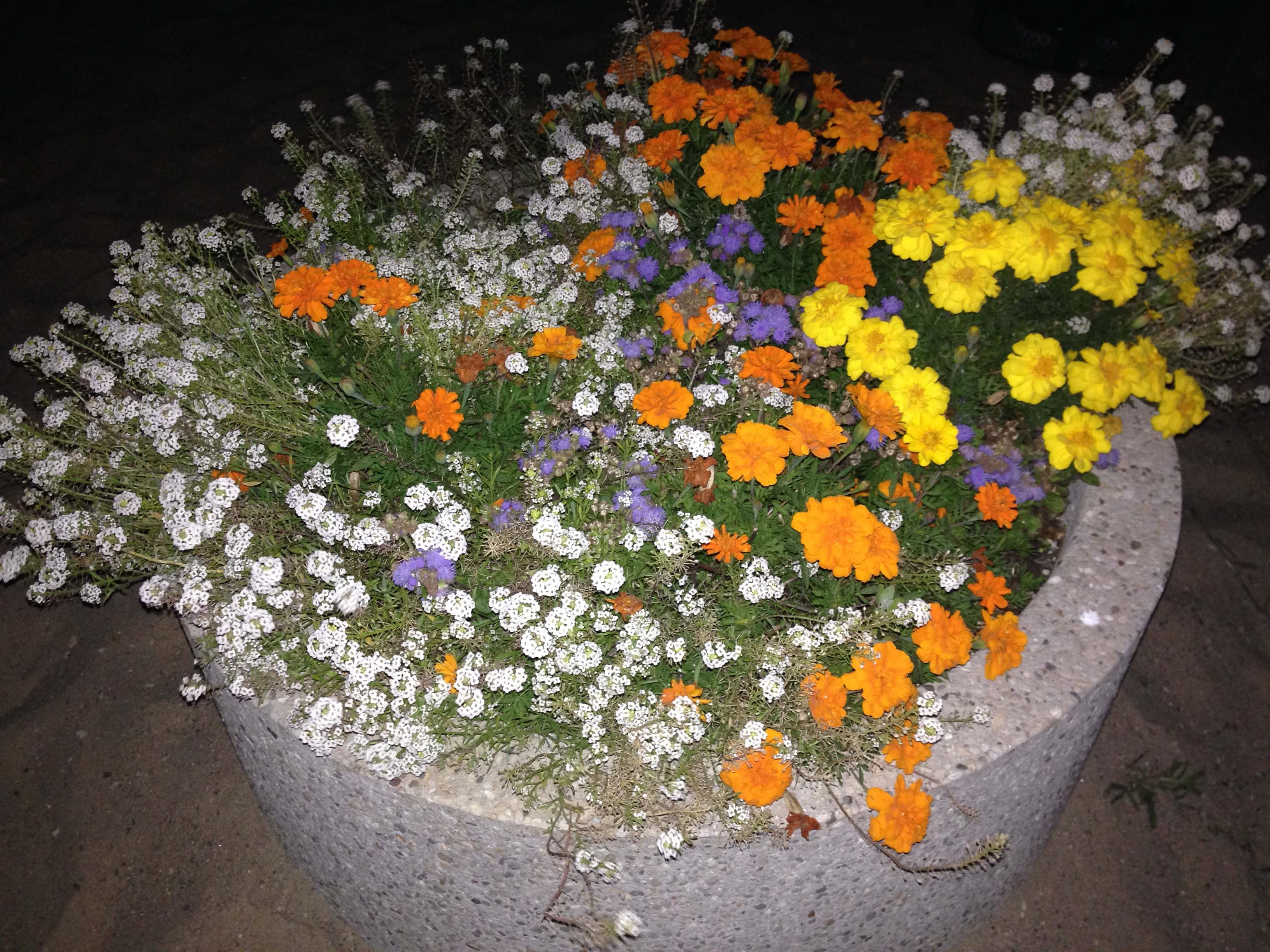 Islip Beach Project Bloom