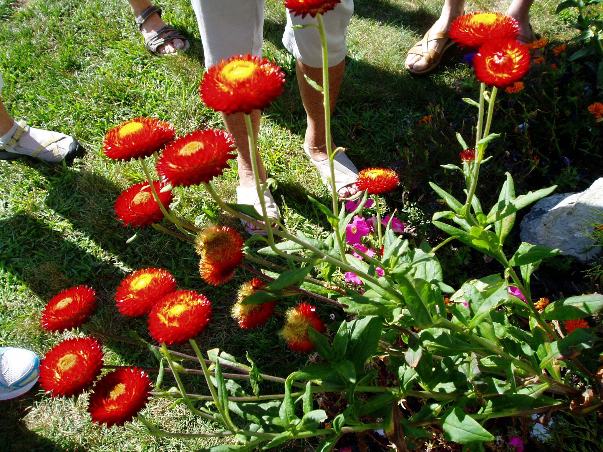 Top Garden Tour Project Bloom