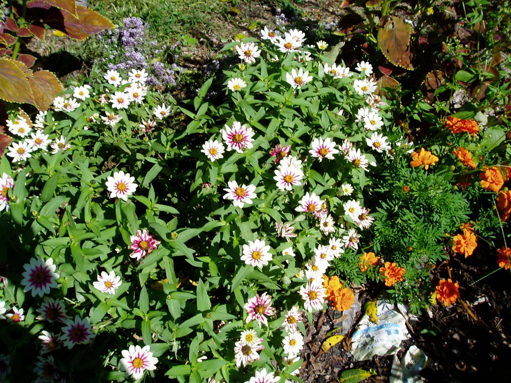 Central Islip Civic Council Project Bloom