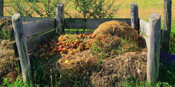 Compost Pile