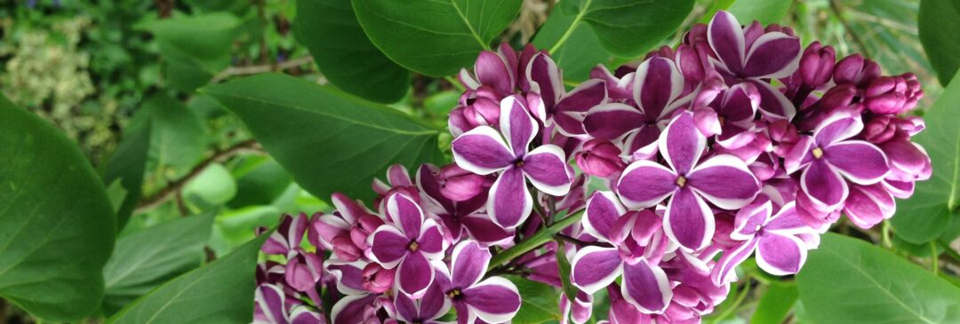 Sensation Lilac
