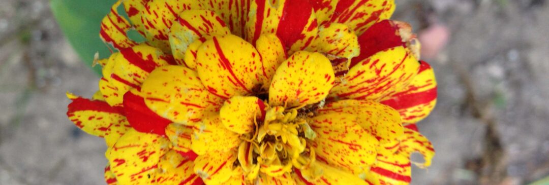 Pop Art Zinnia