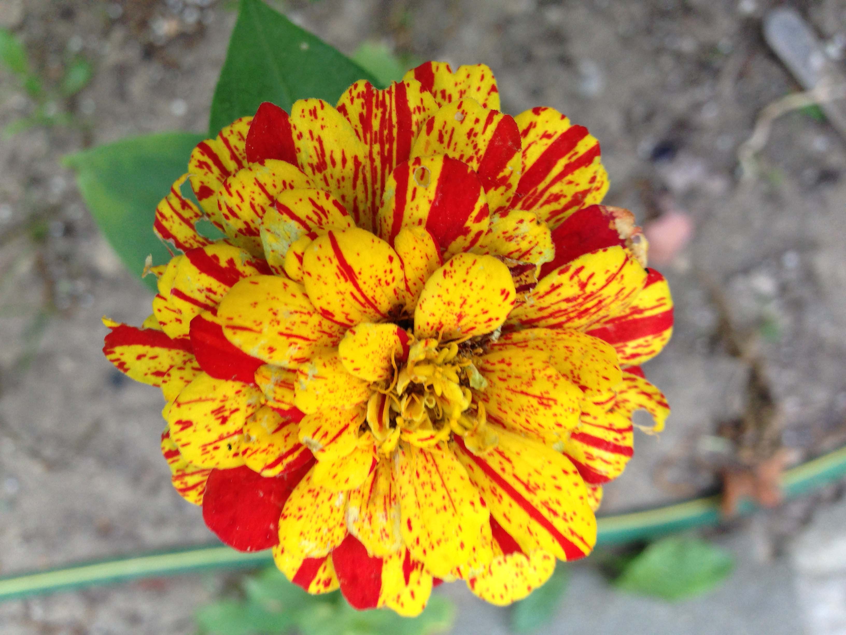Pop Art Zinnia