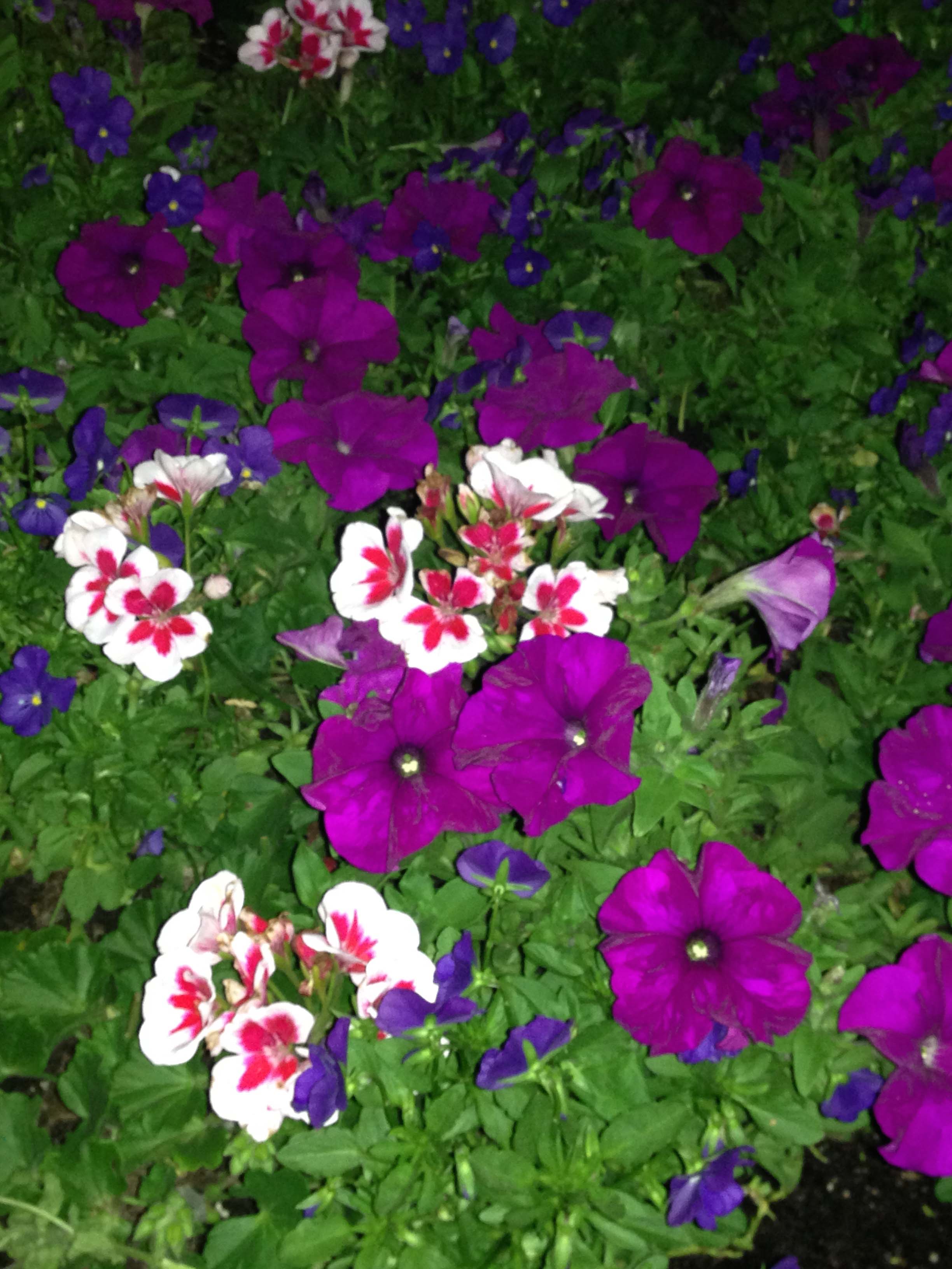 Disney's Epcot Flower Show 2015