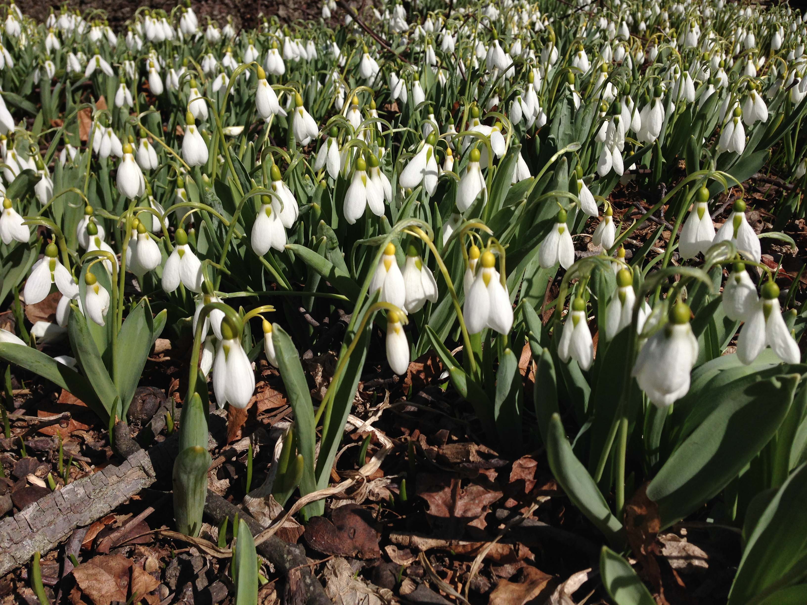 snowdrops
