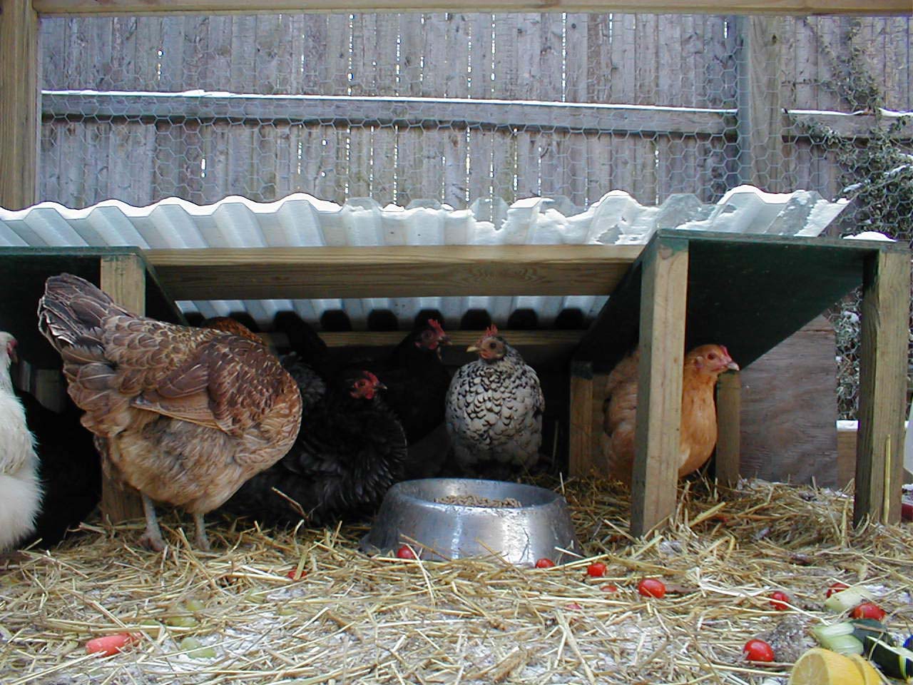 Chickens