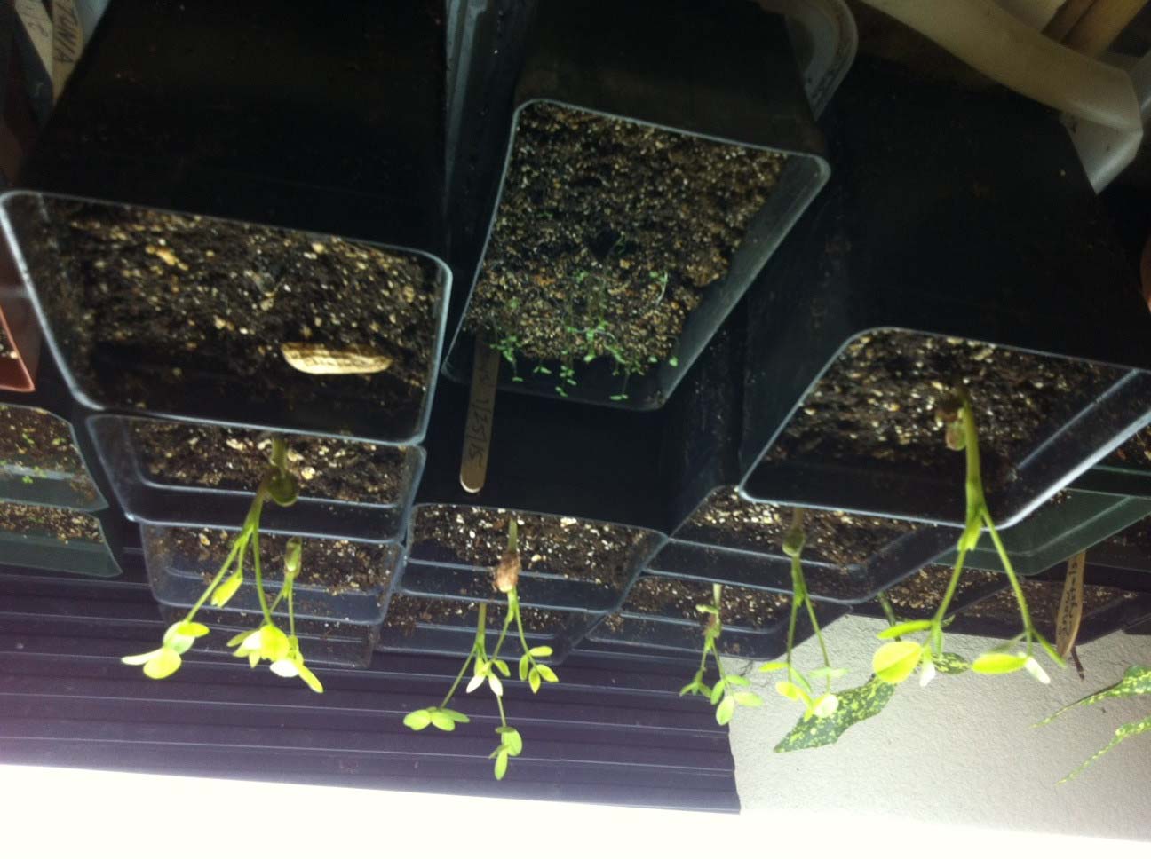 Peanut Plant Seedlings