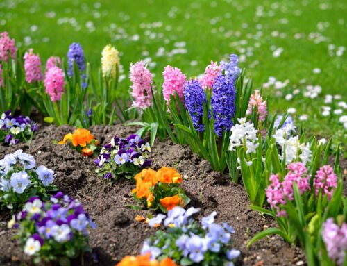 What Is The Best Type of Manure?