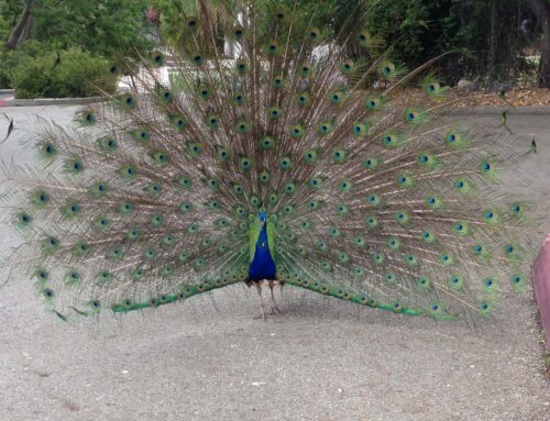 LA Arboretum