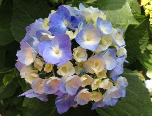 Clark Botanic Garden Tour