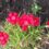 New Dianthus