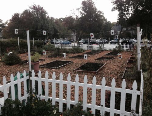 Garden Cleanup by Lacrosse Team Volunteers