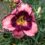 Joan’s Daylilies