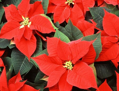 How To Care for Poinsettia Plants