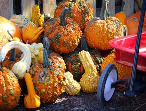 Ugly Pumpkins Need Some Love Too
