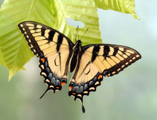 Swallowtail Caterpillar