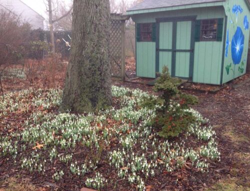 Backyard Snow Drops