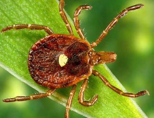 Lone Star Tick