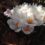 Crocus in March