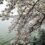 Cherry Trees in Bloom in D.C.