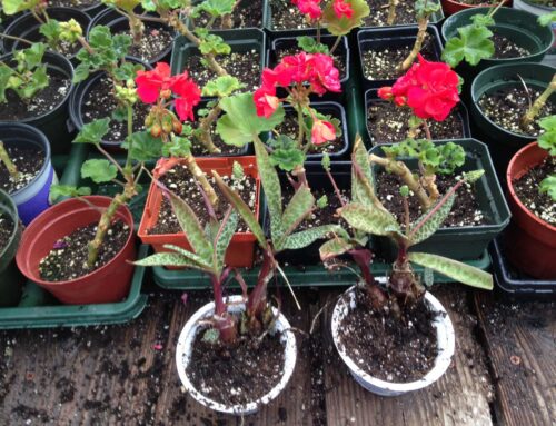 How to Bring in Plants Without Bugs for the End of the Season