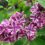 Lilacs